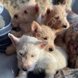 Scottish Terrier Puppies 2025