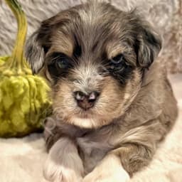 AMBER: Red Merle - Tri Female