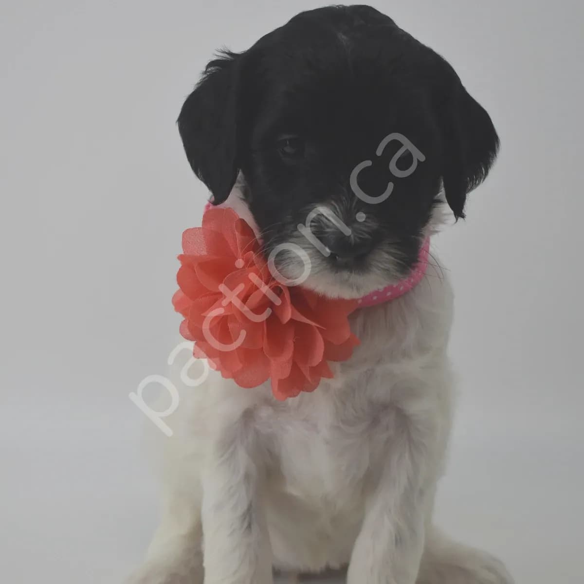 Sylvia the Golden Mountain Doodle 