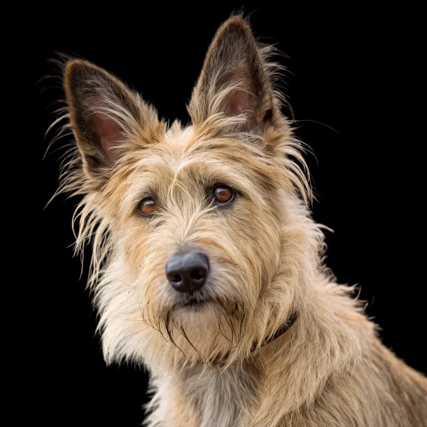 Berger Picard (Picardy Shepherd) photo 1