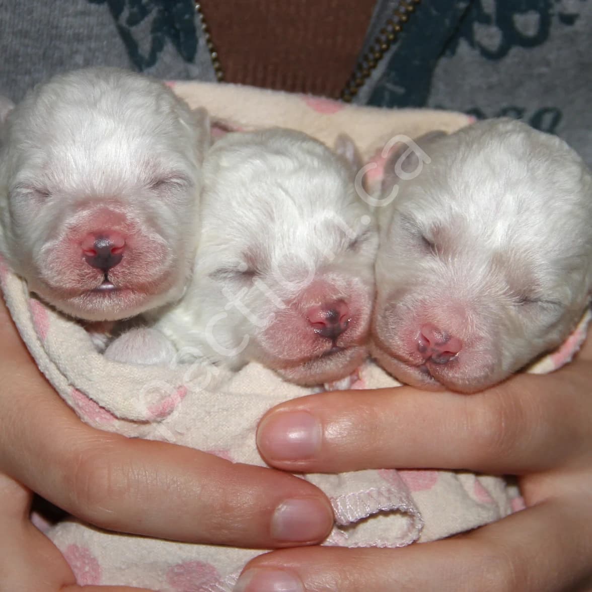 CKC Reg'd Bichon Frise Girls -- OFA