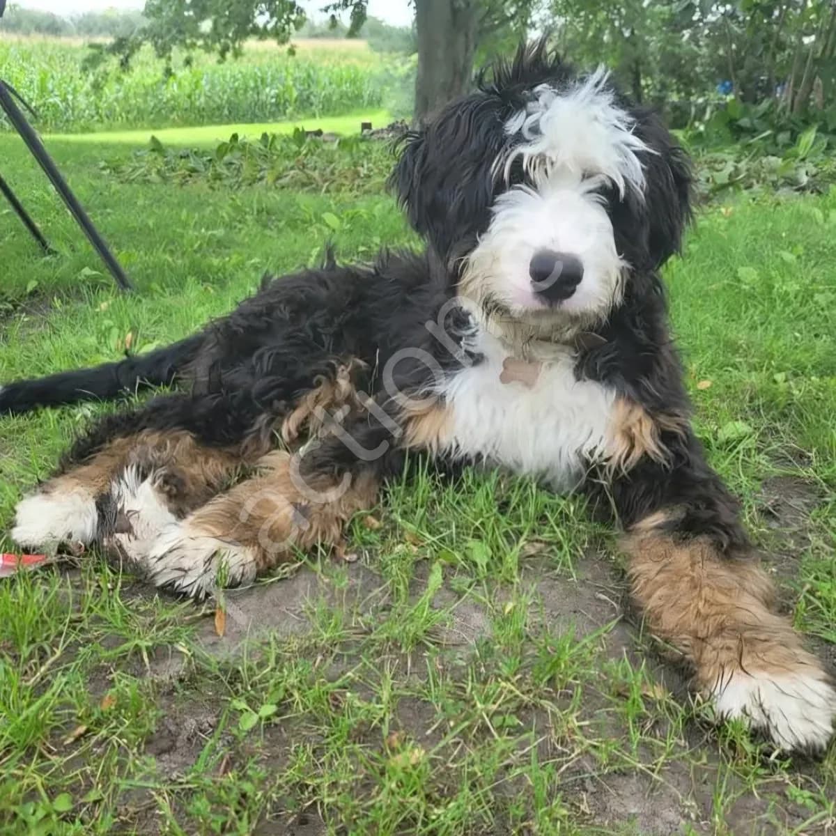 Standard Bernedoodles 