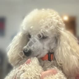 Miniature Poodle Puppies - CKC Registered