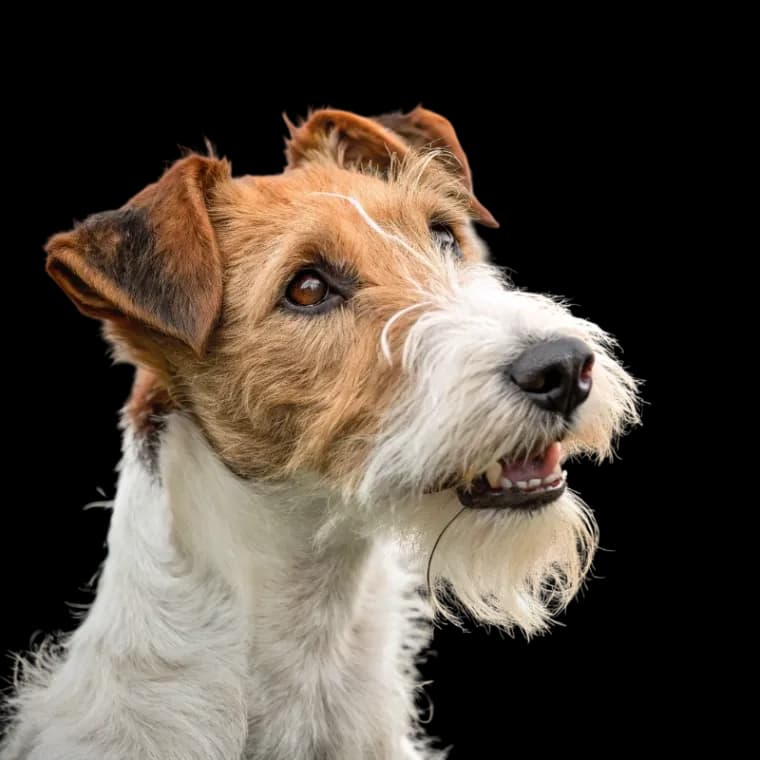 Wirehaired Fox Terrier photo 1