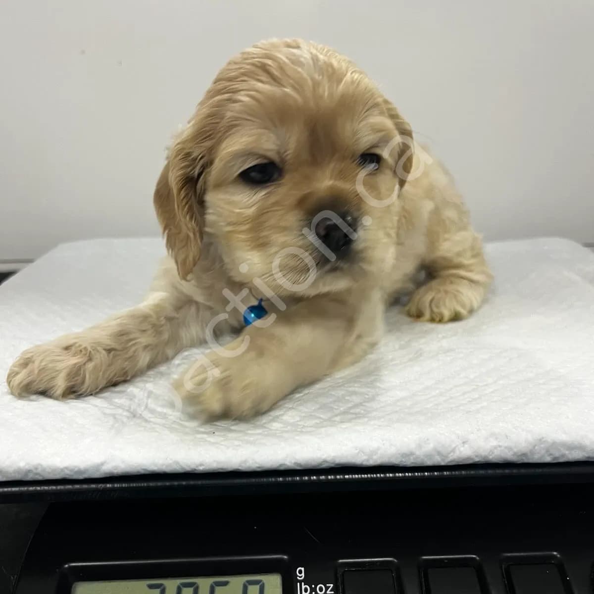 Chester ~Ebony & Stormie