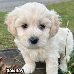 Downey - Male - Light Tan