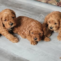 Cute Cockapoos Puppies