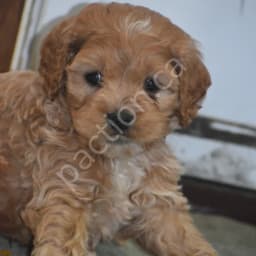 Cockapoo puppies 