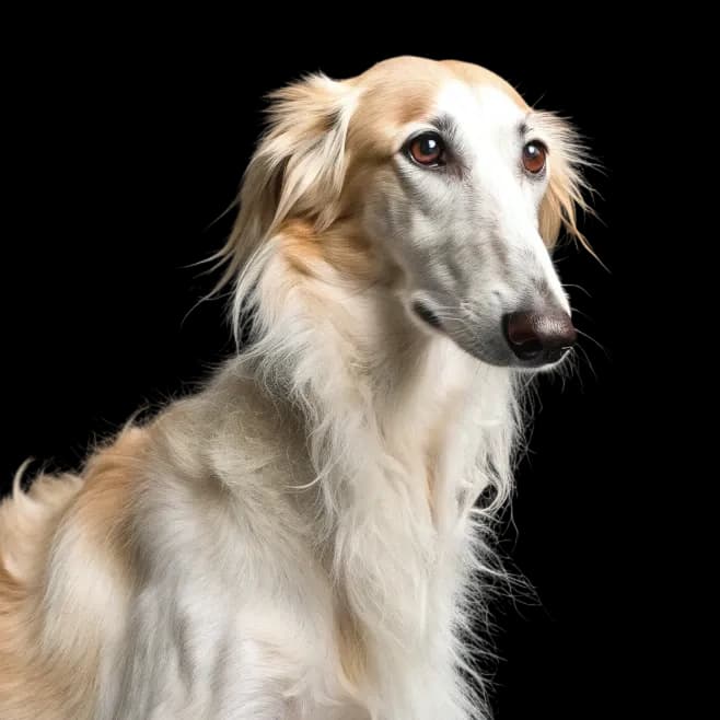 Borzoi photo 1