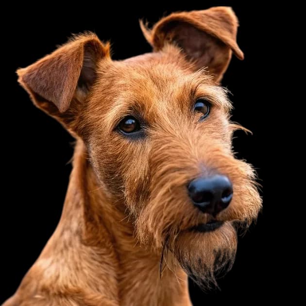 Irish Terrier photo 1