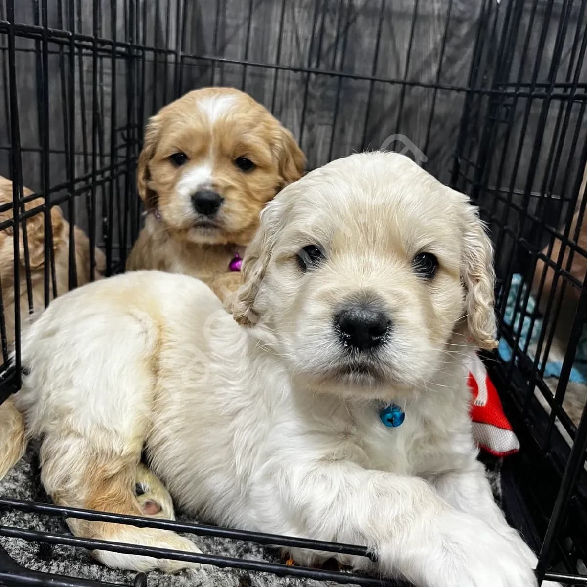 Bentley (Oakley & Rocko)