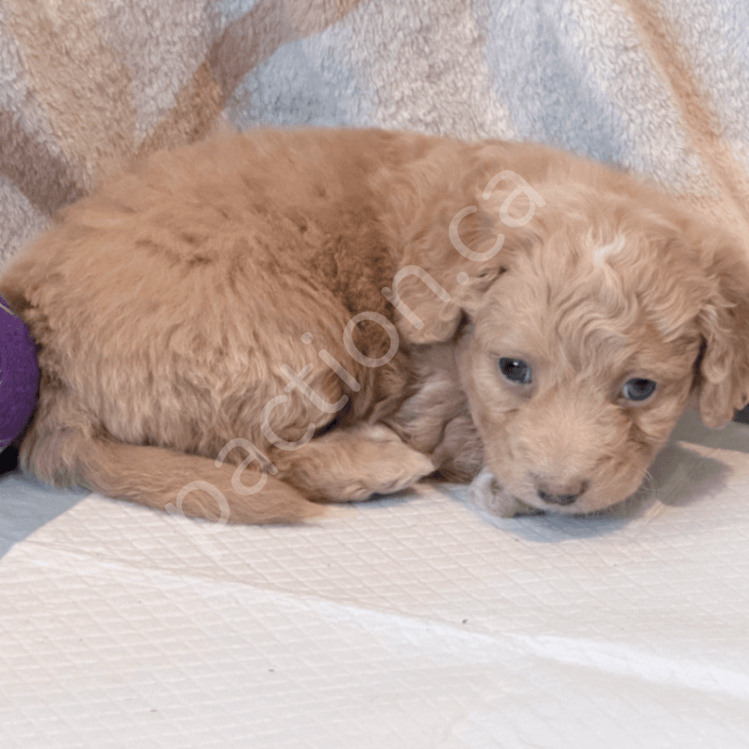 Casey & Champ’s Mini Double Doodles 