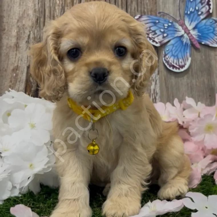 Poppy ~Taffie's Second Born Girl