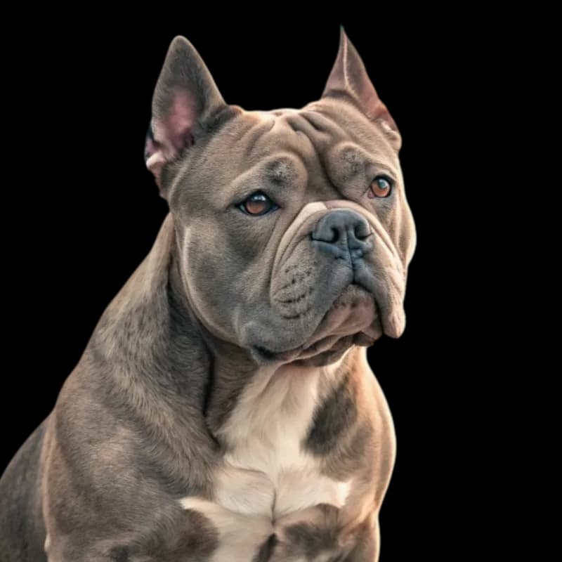 American Bully photo 1