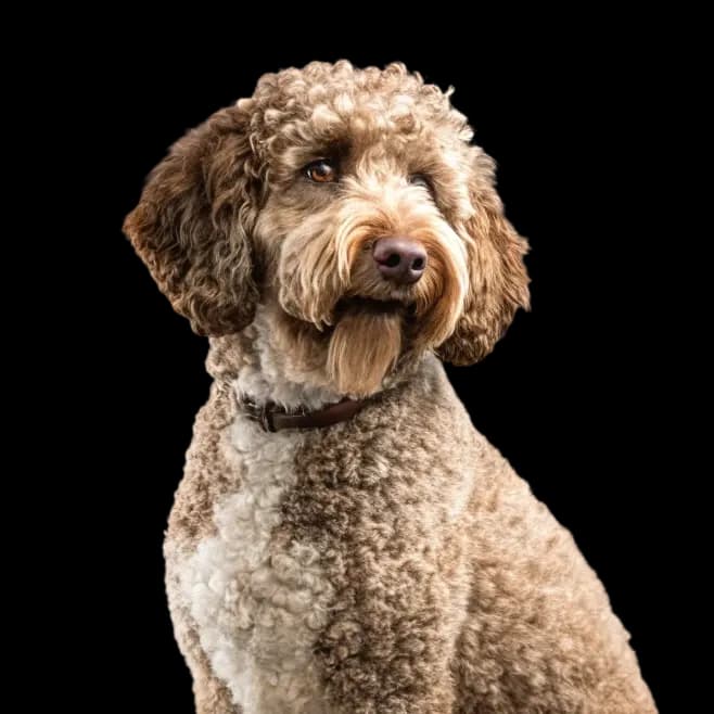 Spanish Water Dog photo 1