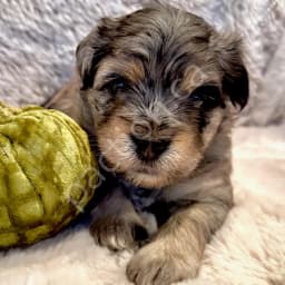 JASPER: Red Merle - Multi Male