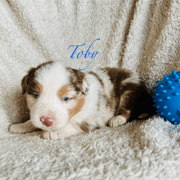 Toby (Aussie)