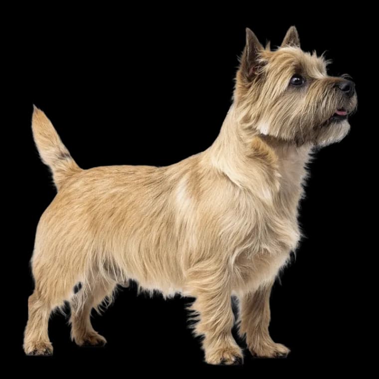 Cairn Terrier photo 2