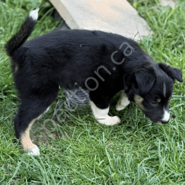 RisnCrik Tails Up-Dash