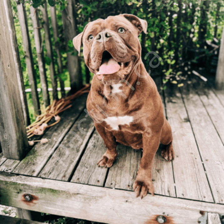 Penny & Watson 1st litter 