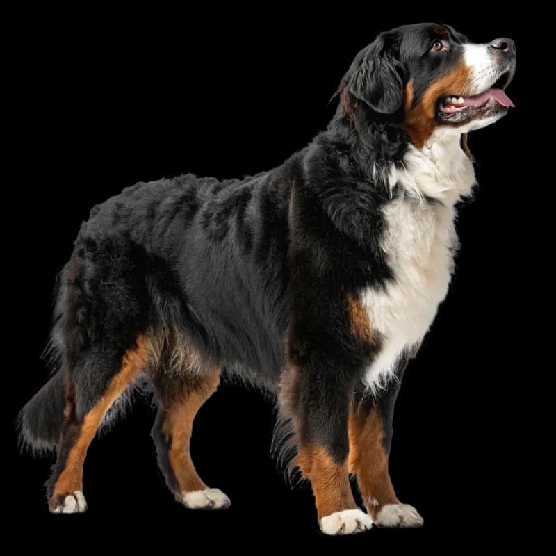 Bernese Mountain Dog photo 2