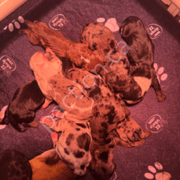 Miniature Dachshund Smooth Coats 