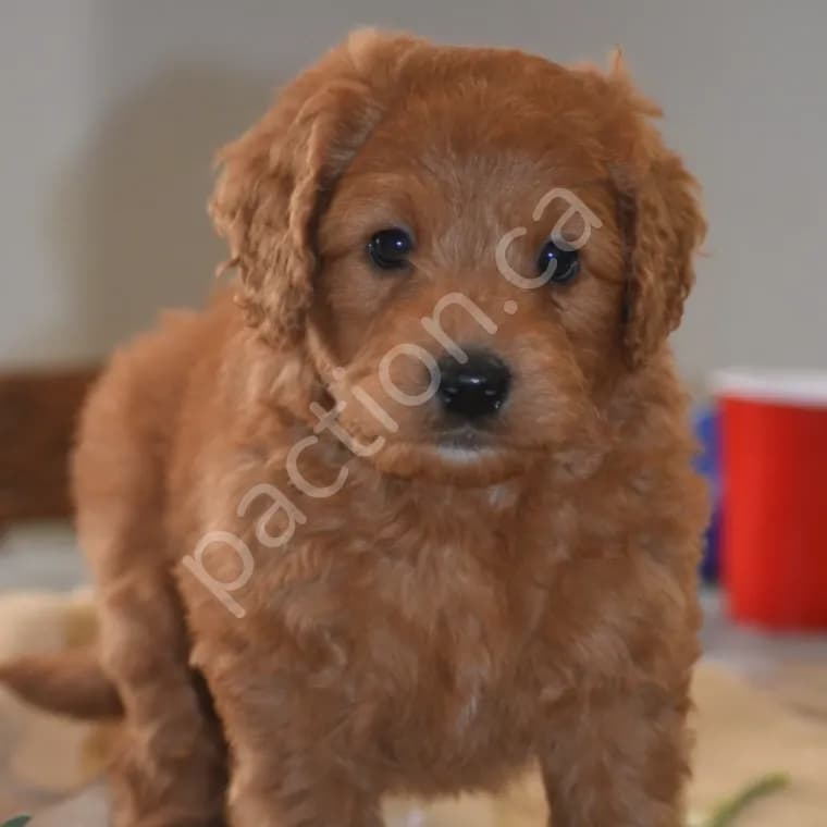 F1b Mini Bernedoodles 