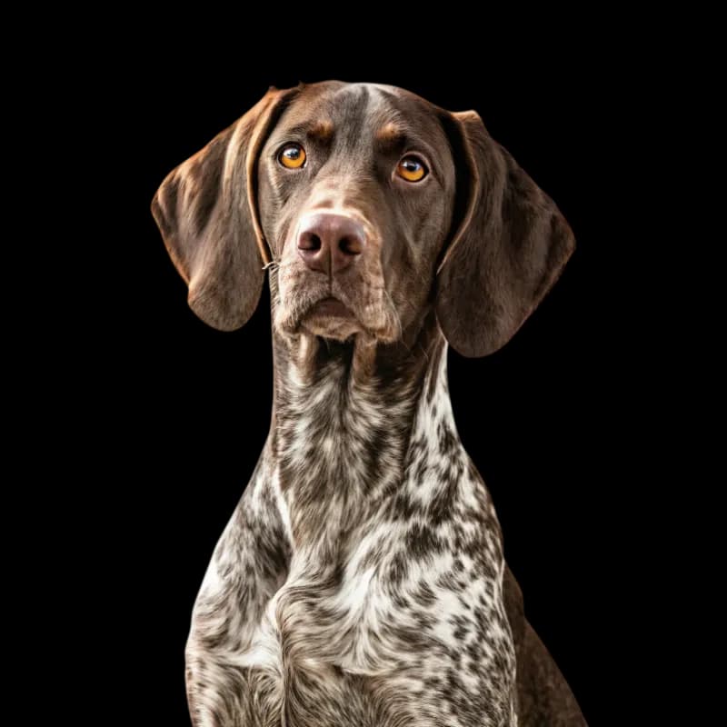 German Shorthaired Pointer photo 1