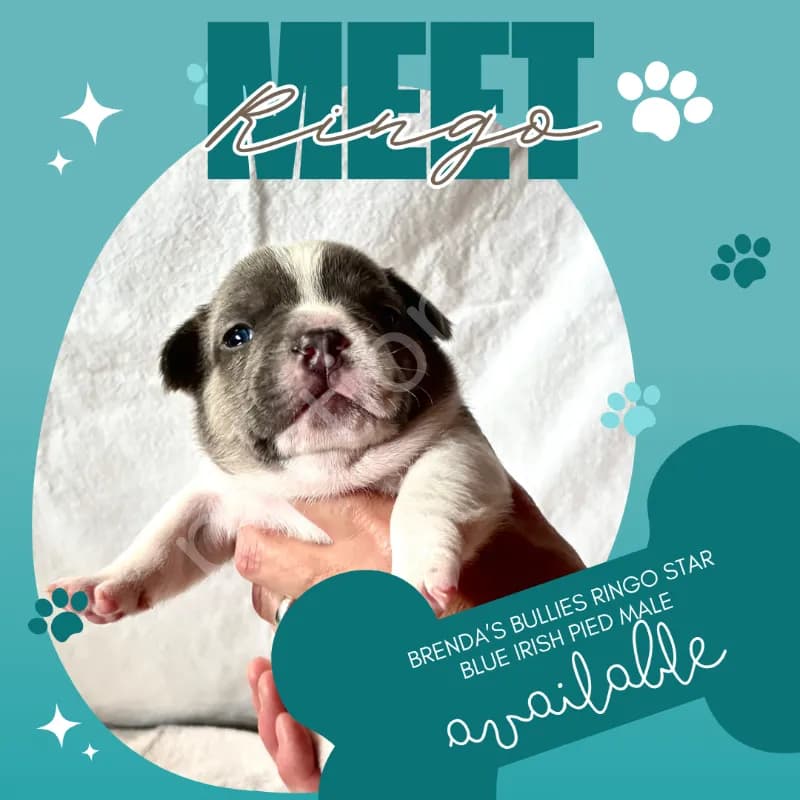 Blue Pied Male Puppy Ready August 01