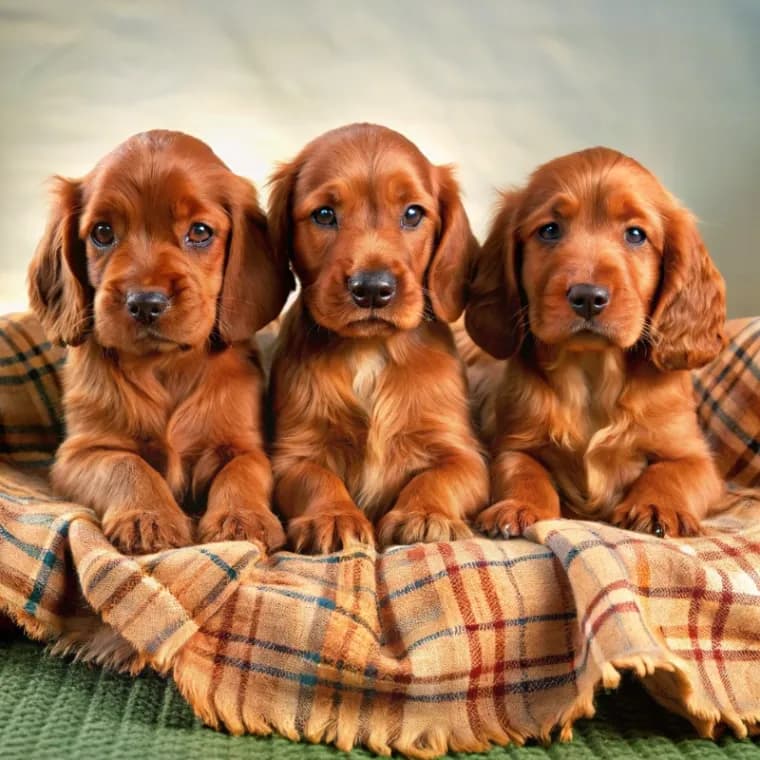 Irish Setter photo 3