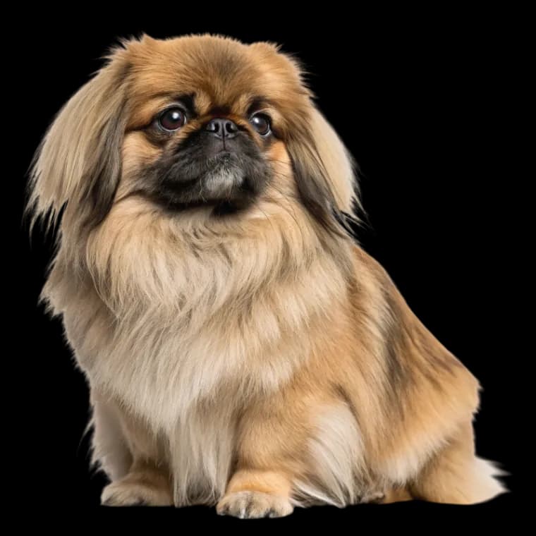 Pekingese photo 1