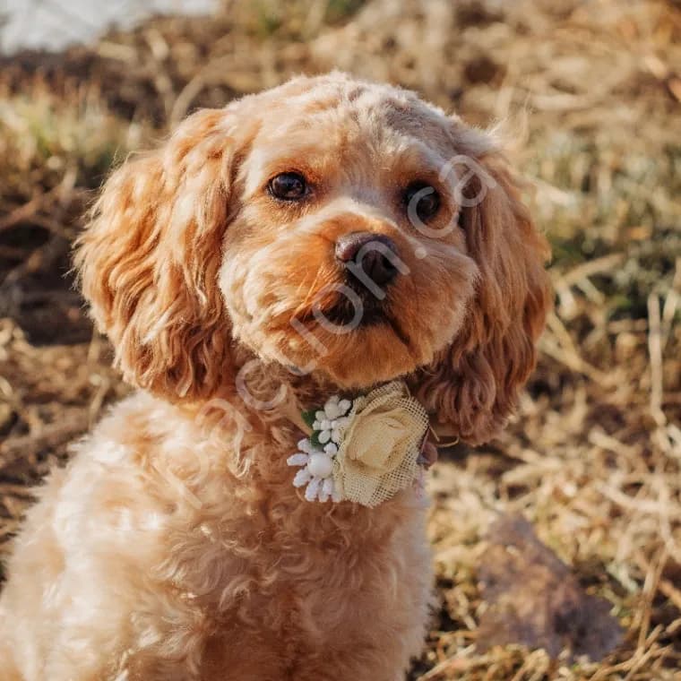 Lucy & Rocket Toy Cockapoo Puppies 2026 Waiting List