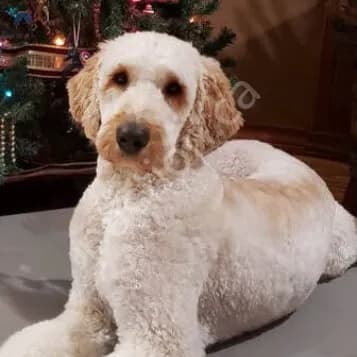 Labradoodle Puppies, DNA Tested for Health-Breed-Traits