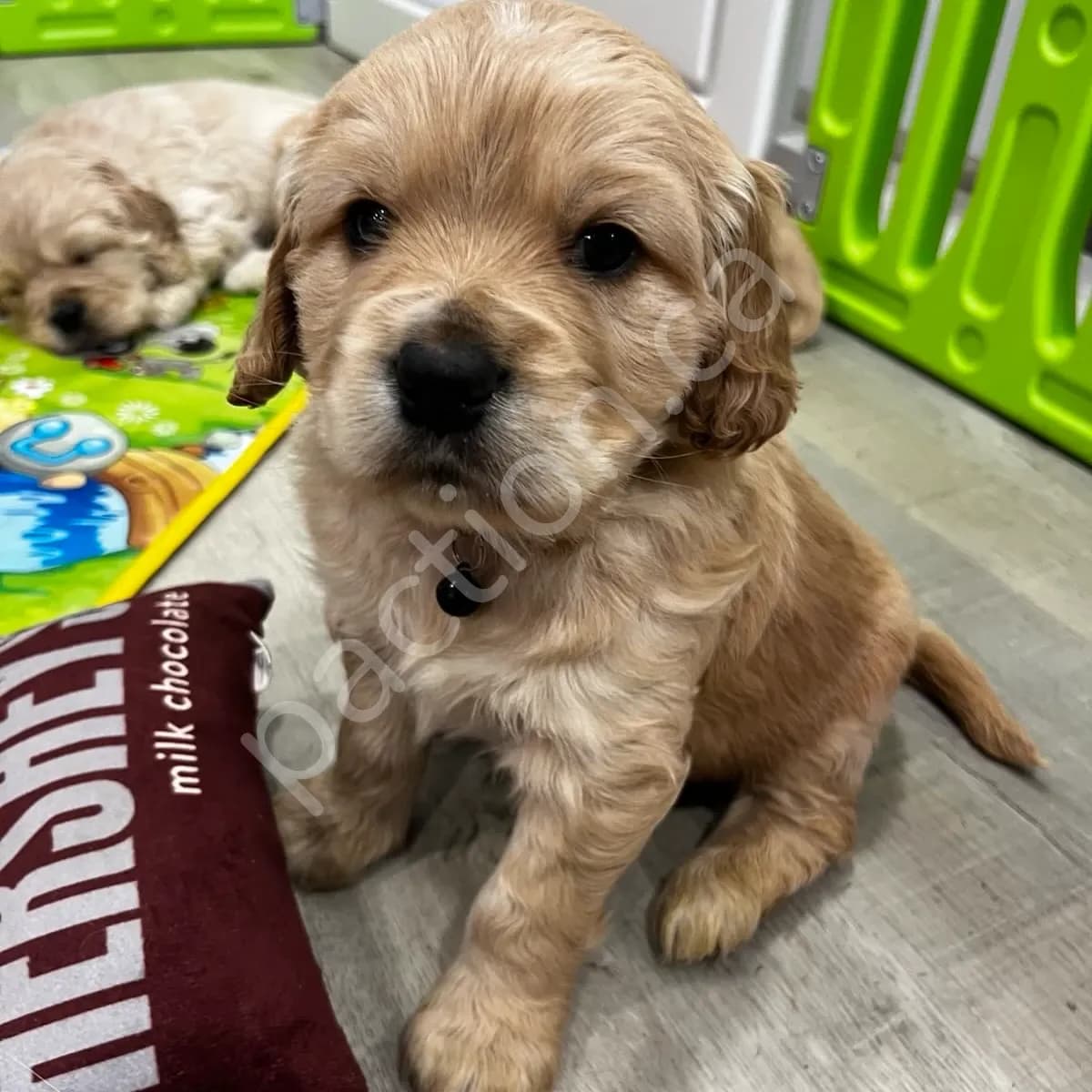 Obi (Oakley & Rocko)