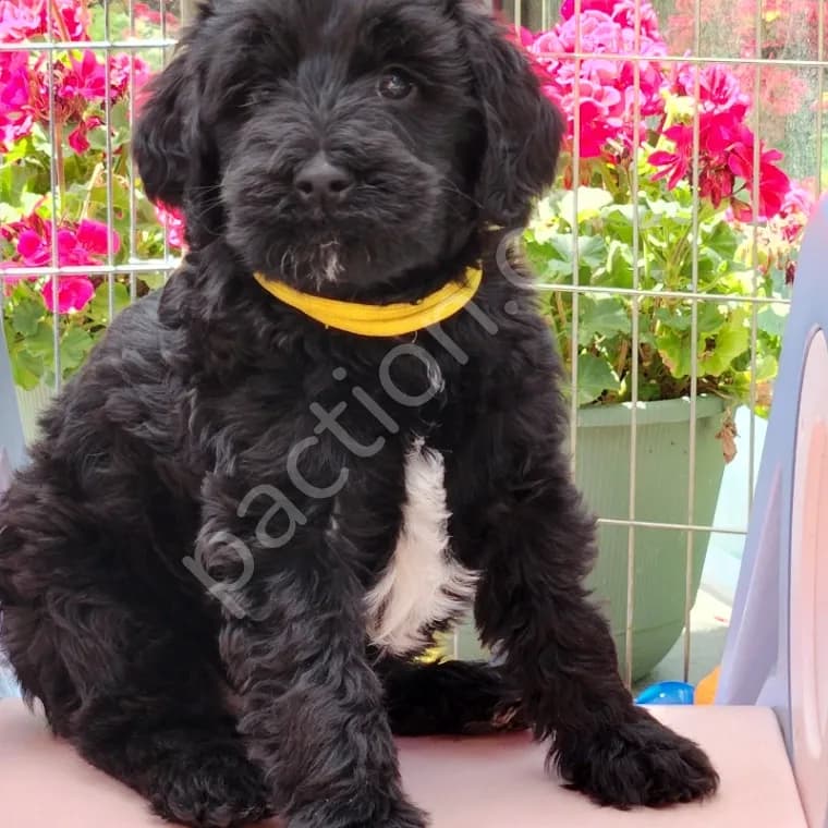 Labradoodle Puppy needs GUARDIAN HOME 