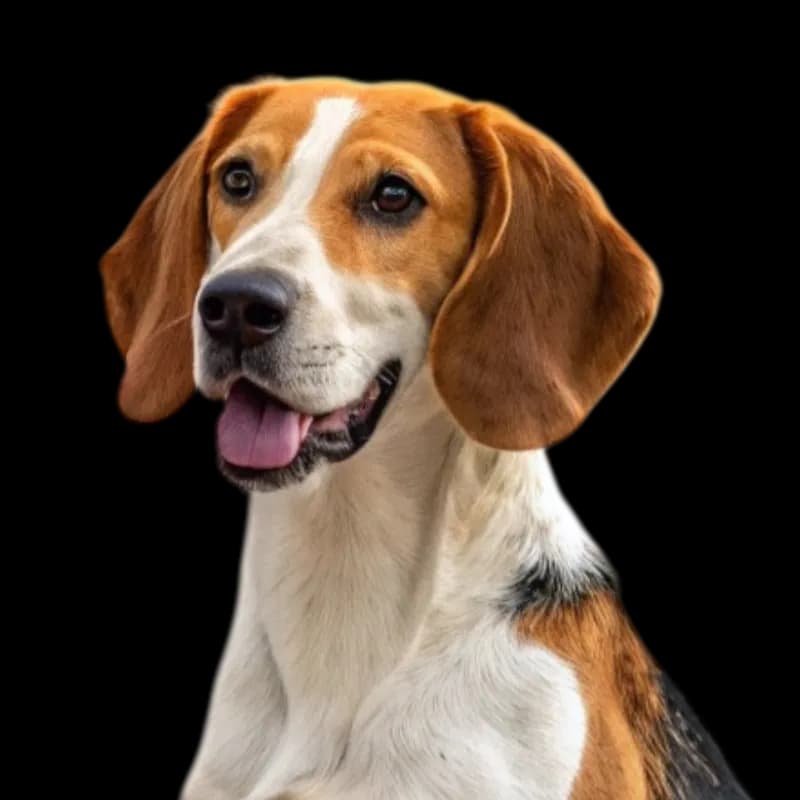 American Foxhound photo 1