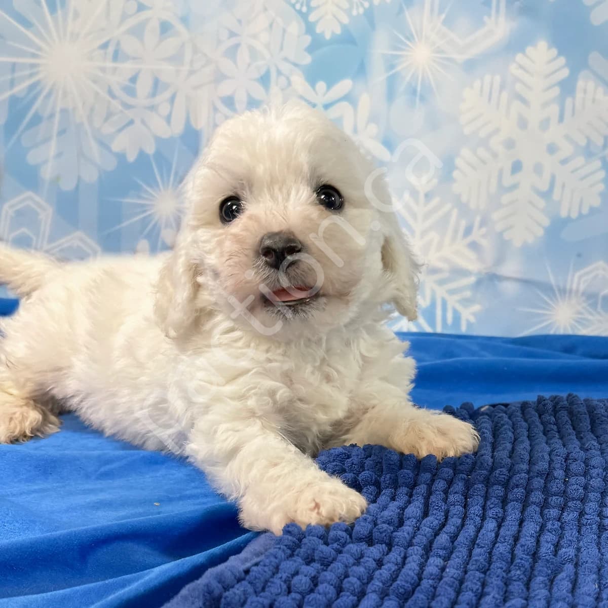 CKC Reg'd Bichon Frise Boy -- OFA