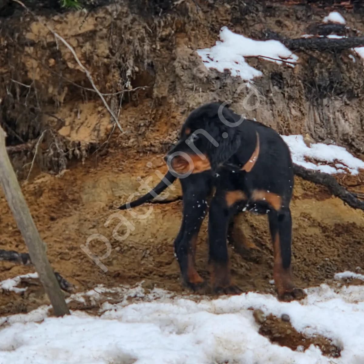 Marie-Phil Turbo Meca & Scotty Du Vallon des Bécasse