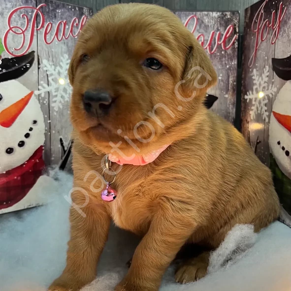 Willow -Goldador Pup