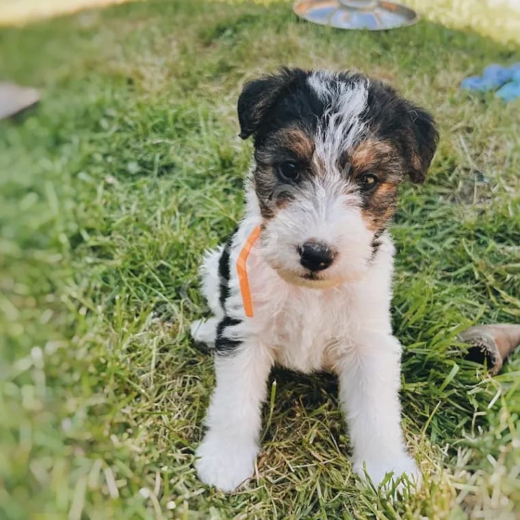 Wirehaired Fox terrier  Marley 