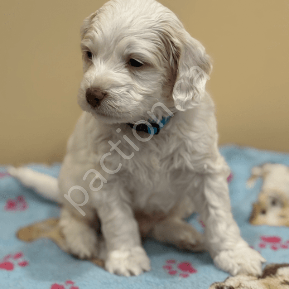 Playful Cockapoo puppies