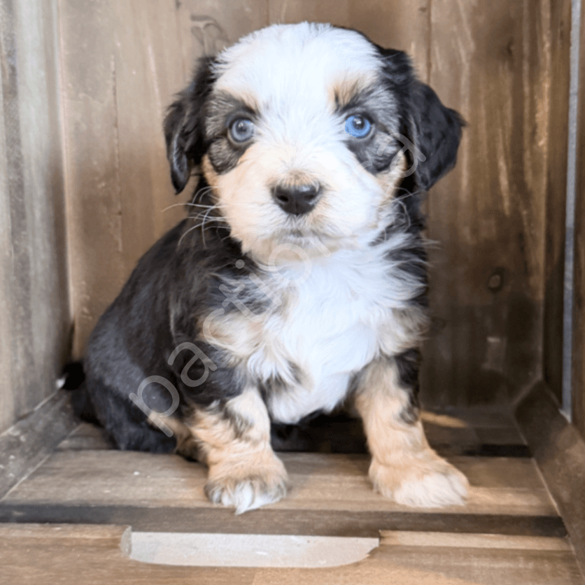 Casey & Champs Mini Double Doodles 