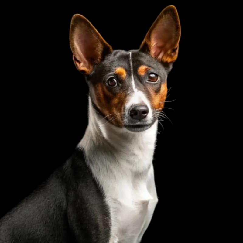 Basenji photo 1