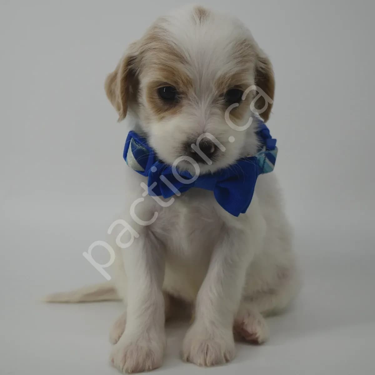 Winston the Golden Mountain Doodle