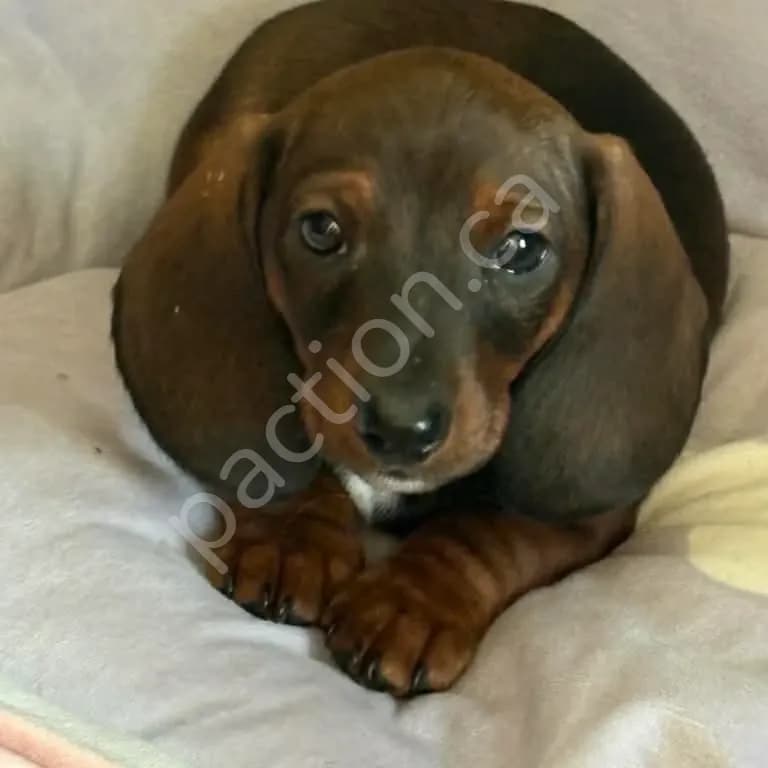 Disguise Miniature Dachshunds