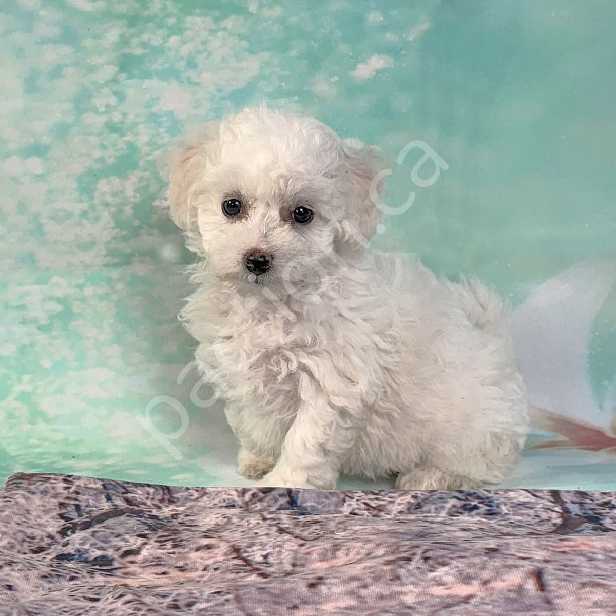 Jessie's Purple Girl