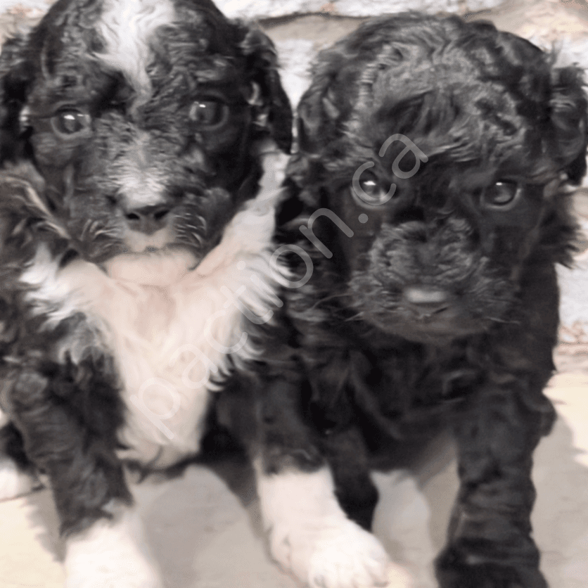 Cassie & Champ’s Petite/ Mini Aussiedoodles 
