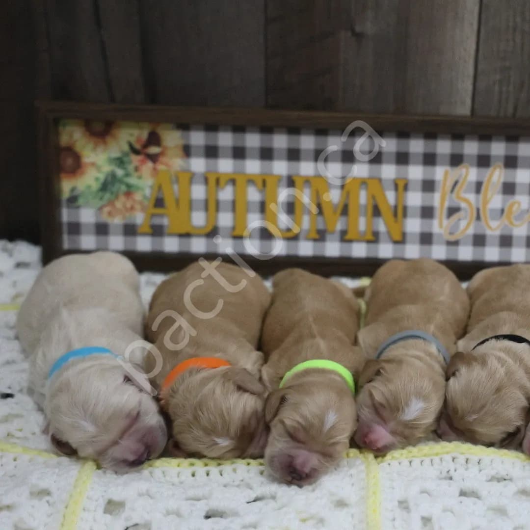 3 Available Cocker Retriever Male Puppies