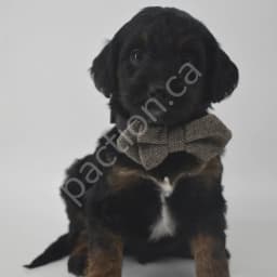 Hinton the Golden Mountain Doodle