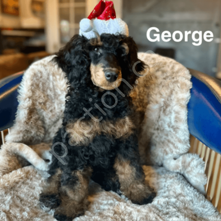 Country Music Artist 